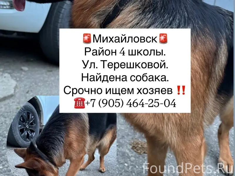 Найден тип собака, Михайловск