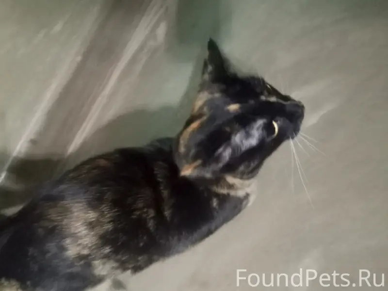Найдена кошка, Речная