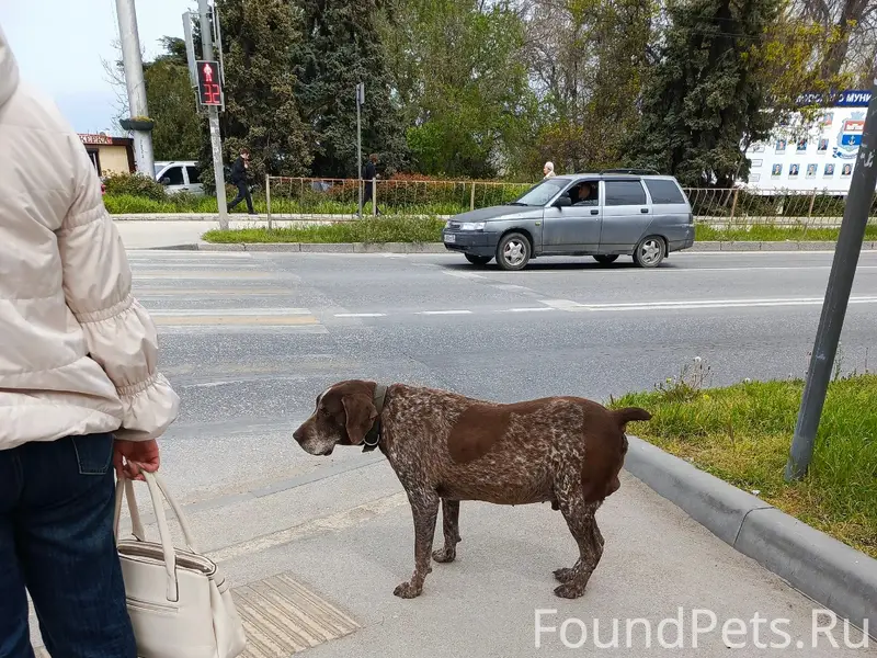 Найден пёс, Матроса Кошка