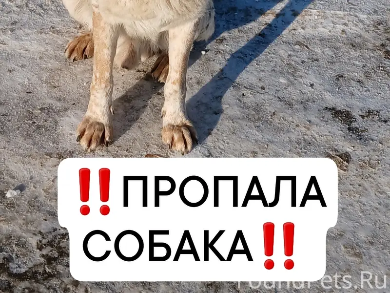 Пропал кобель по кличке Дружок, Пищевое 15