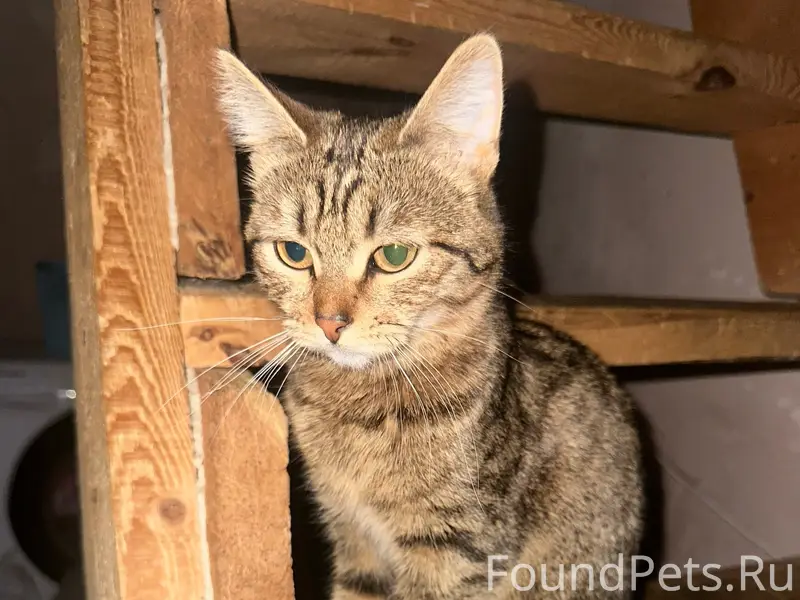 Пропала кошка, район горнолыжки