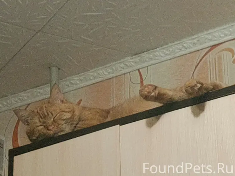 Пропал кот, район Чапаева 42