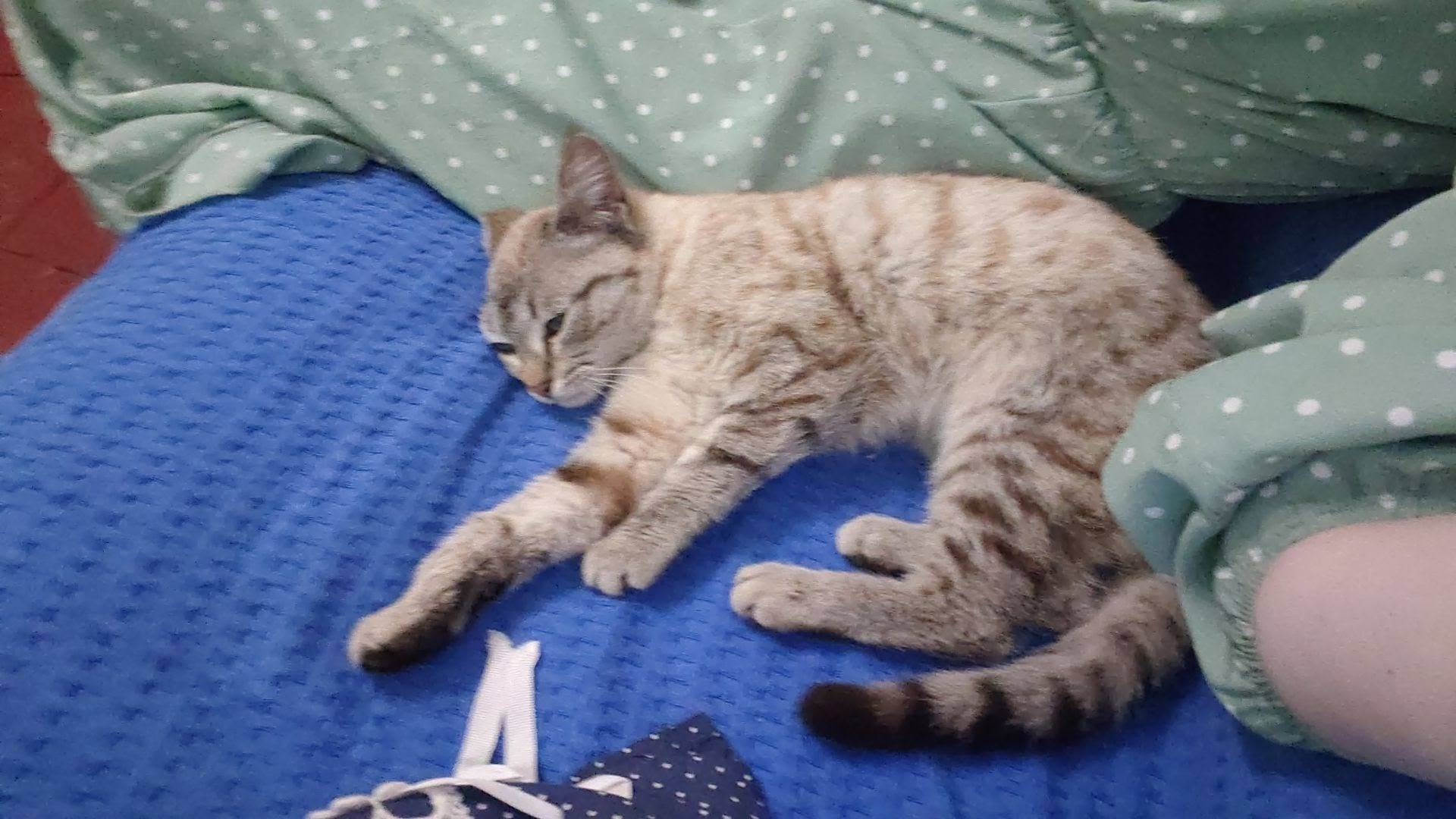 Найдена кошка, район Сахалин