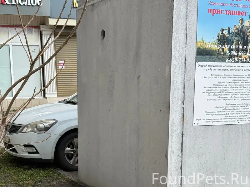 Найден пёс с ошейником, возле Драм театра