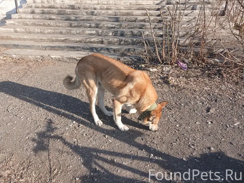 Пропал рыжий кобель в зелёном ошейнике, красный район