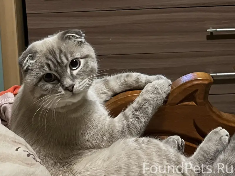 Пропал котик