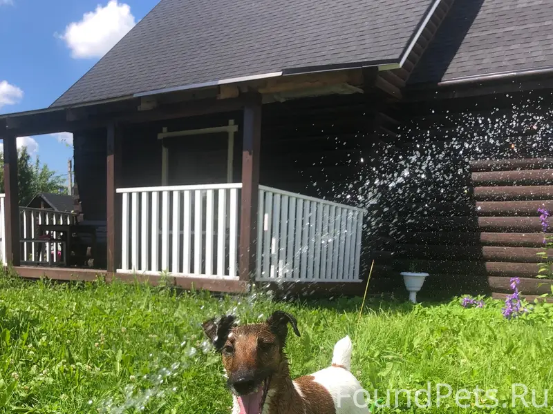 Пропала собака, [место не указано]