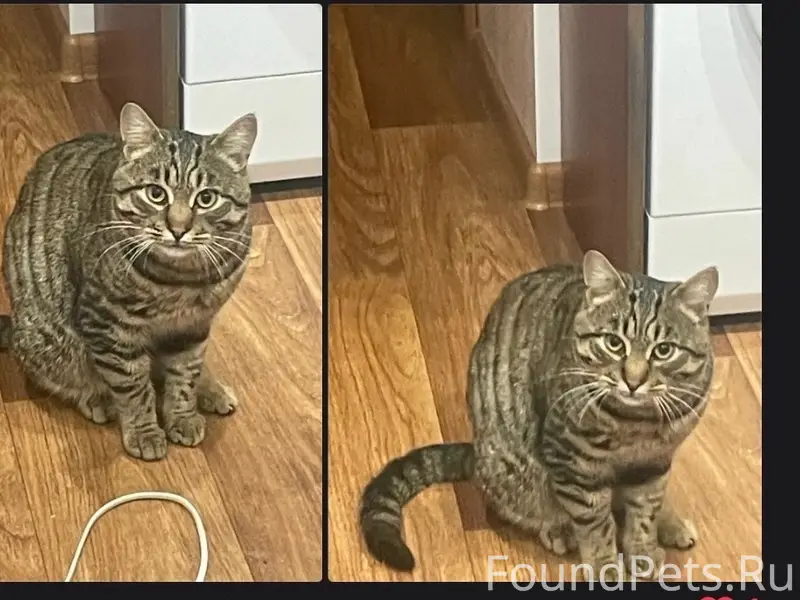Пропал кот Маркиз, Павлово