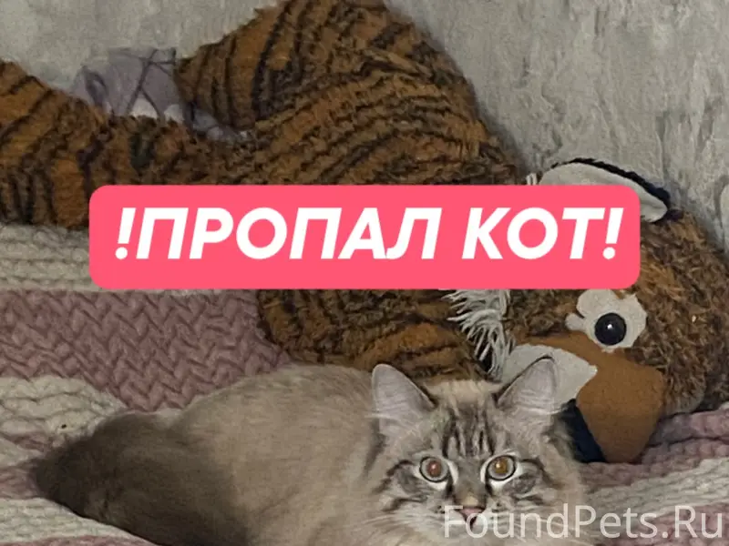 Пропал кот, Орджоникидзевский район