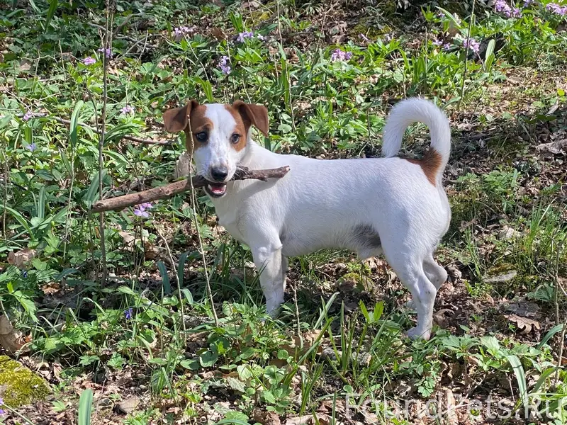 Пропал джек рассел терьер Семён, Симферопольский район