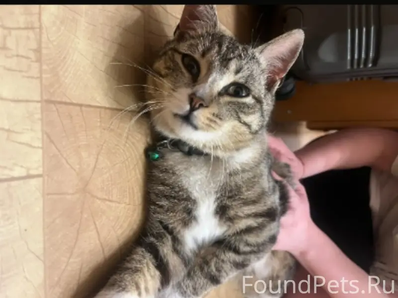 Найден кот в посёлке Дорожный