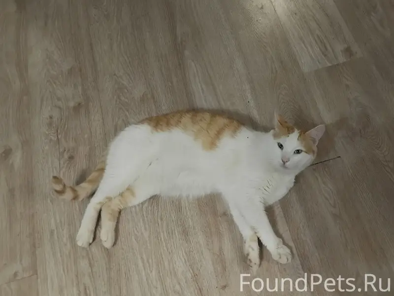 Найден кот, домашний
