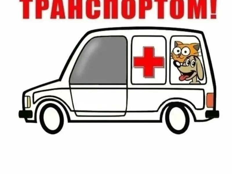 Пропал пожилой пёс Шарик, Томский район