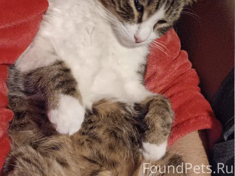 Пропал кот Бублик, Ялта