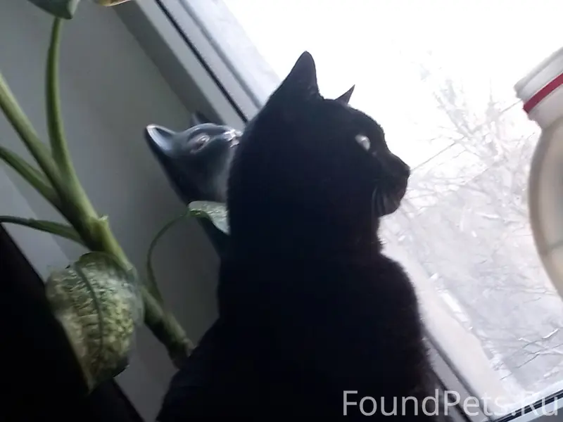 Пропал кот Тайсон, Южный посёлок