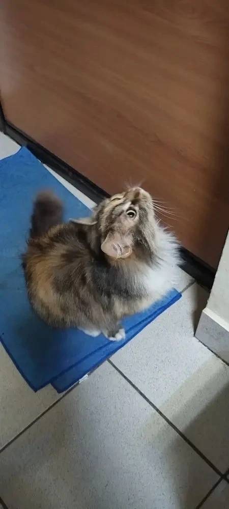 Найдена домашняя кошка