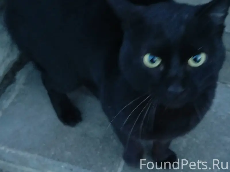 Найден кот, Брянск