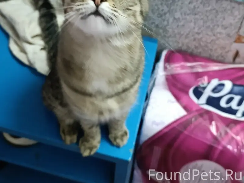 Найдена кошка, улица Центральная 158