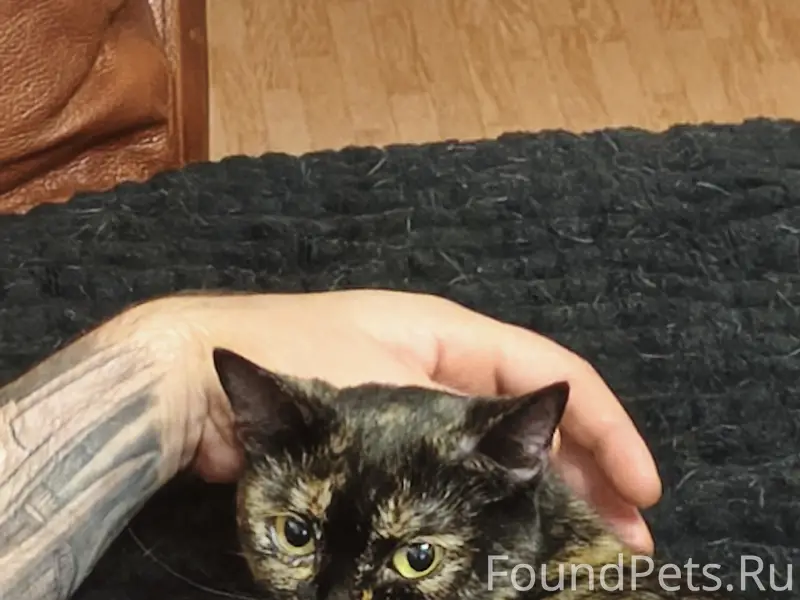 Пропала кошка, район Юбилейный