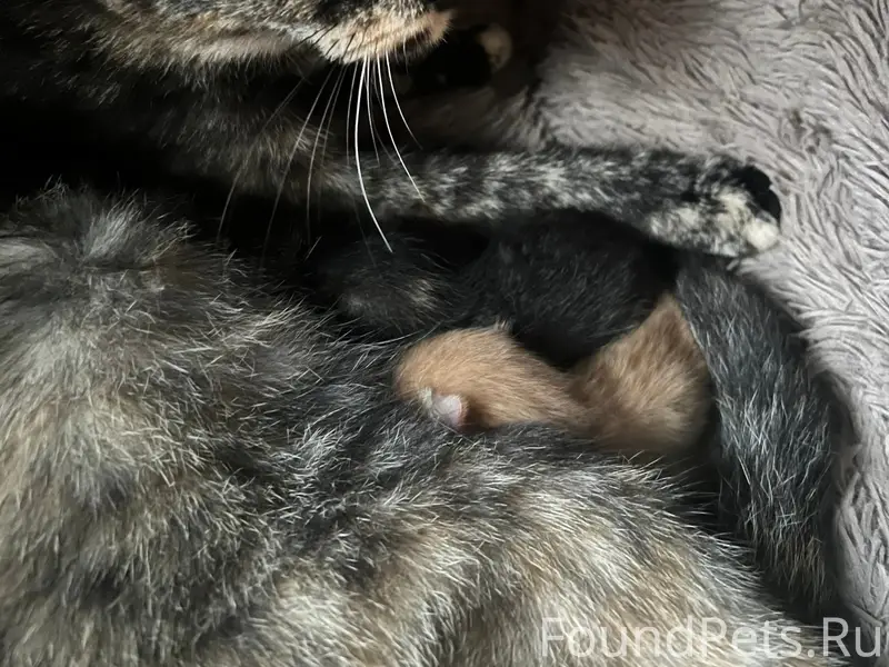 Пропали кошки Нюша и София, район 26 съезда кпсс