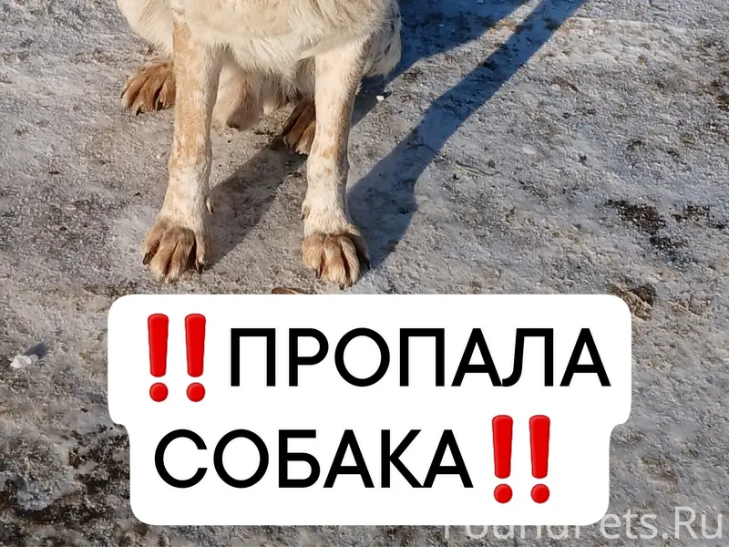 Пропал кобель Дружок, Пищевое 15
