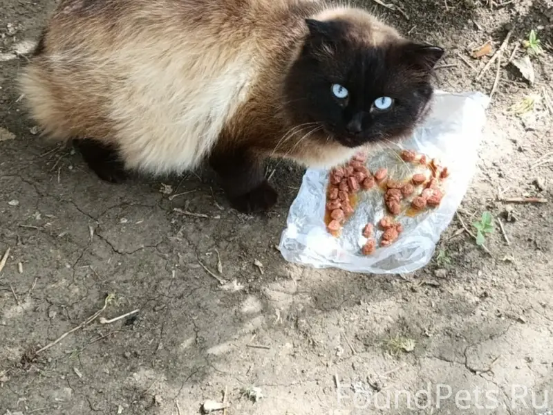 Найден кот, Левый берег