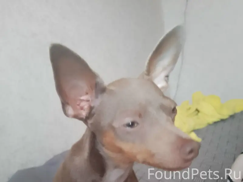 Пропала русский той Лиза, Санкт-Петербург