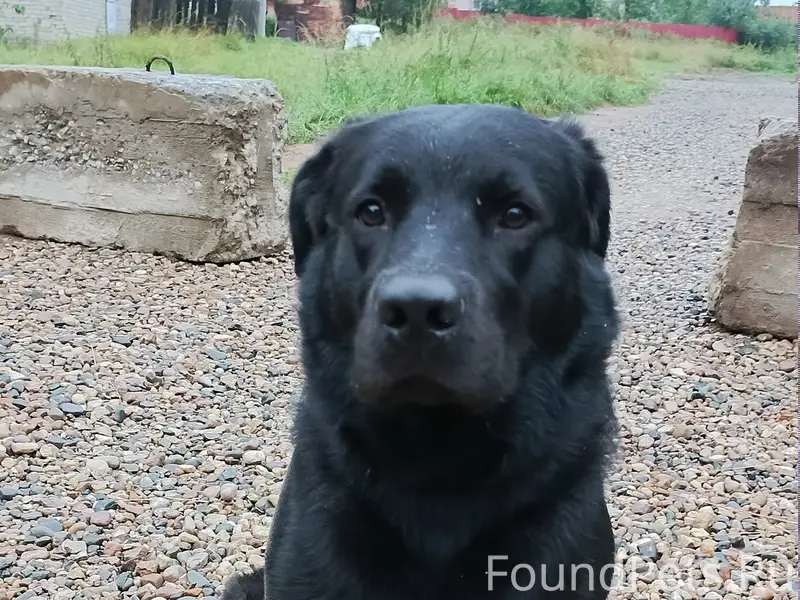 Пропал пёс Блэк