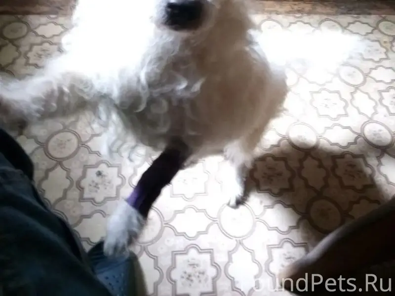 Пропал пёс Тихон