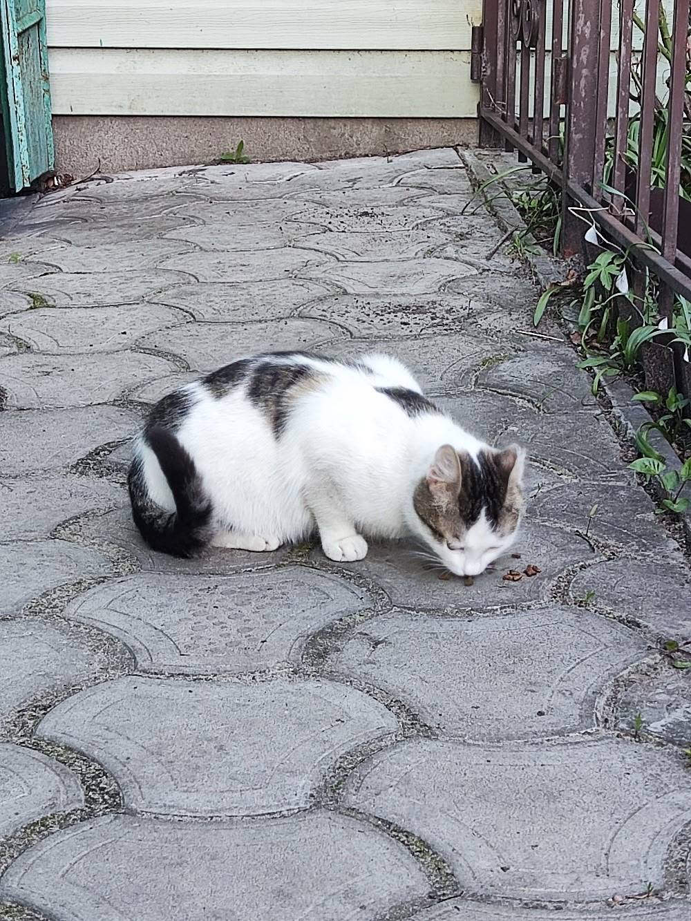 Найден кот, Отрожка