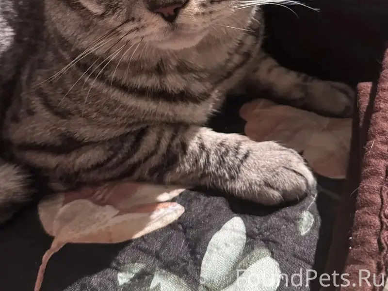 Пропал кот, улица Мушникова