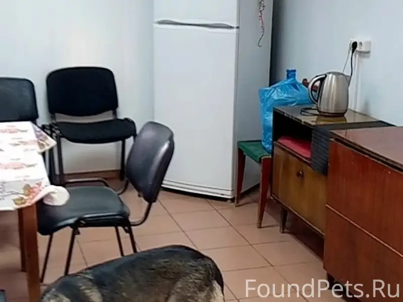 Пропала собака, в зелёном ошейнике