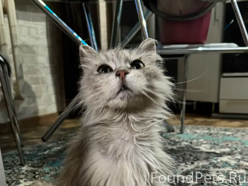 Найден ласковый кот или кошечка, 1 мкр.