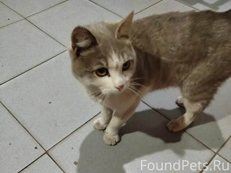 Найден кот, район ж/д вокзала