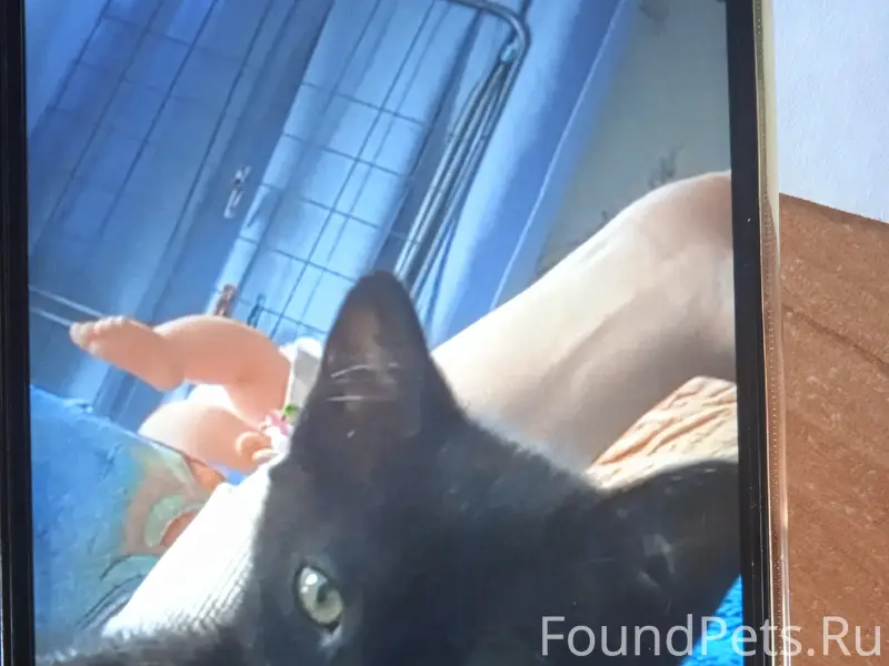 Пропал черный котенок, улица Кудрявицкого