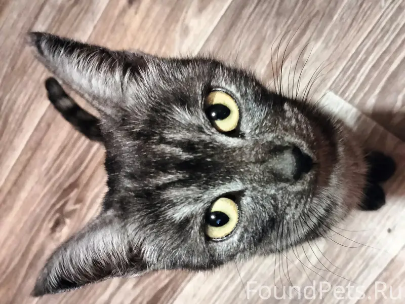 Пропала кошка Эля, ул. Красногвардейцев