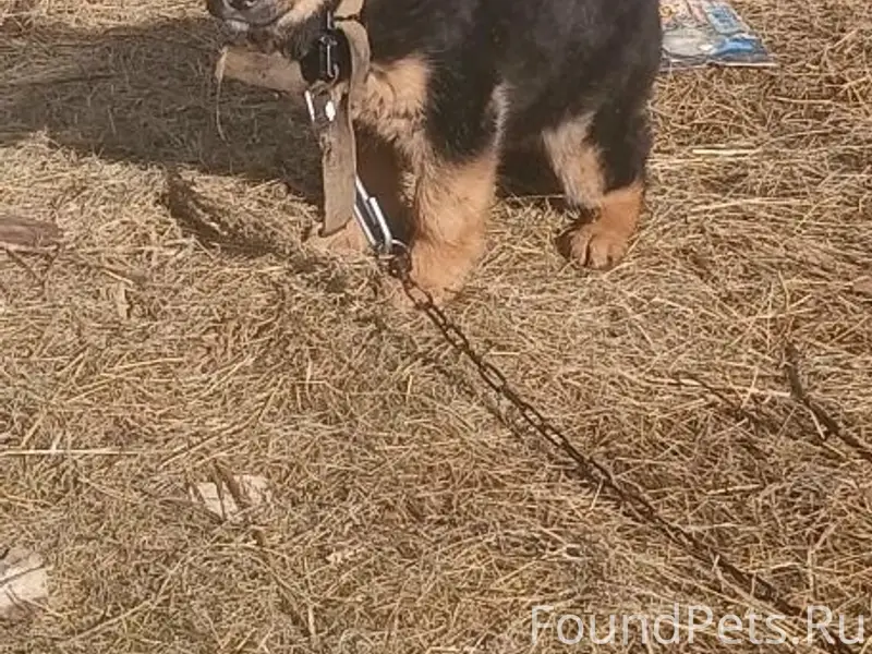 Пропал щенок Бублик