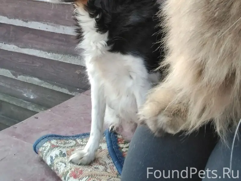 Пропала мелкая Шпуля, Мордовский район