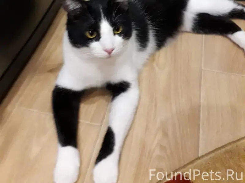 Пропал кот Василий, Тула