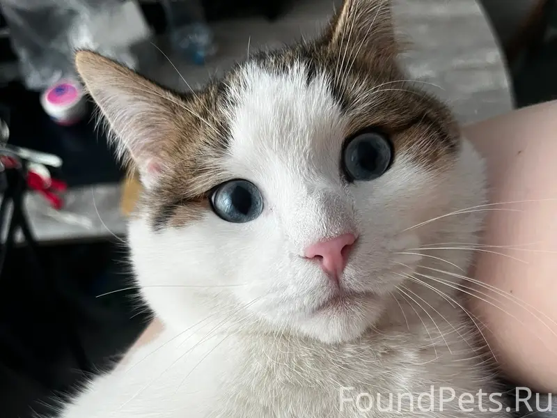 Пропал кот, Первомайский переезд, Ленина