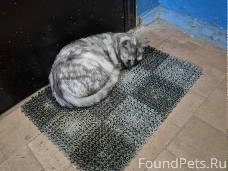 Найдена кошка, Индустриальная (Панковка)