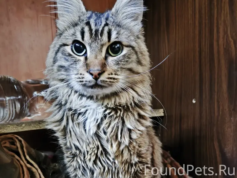 Найдена кошка, В фубрах