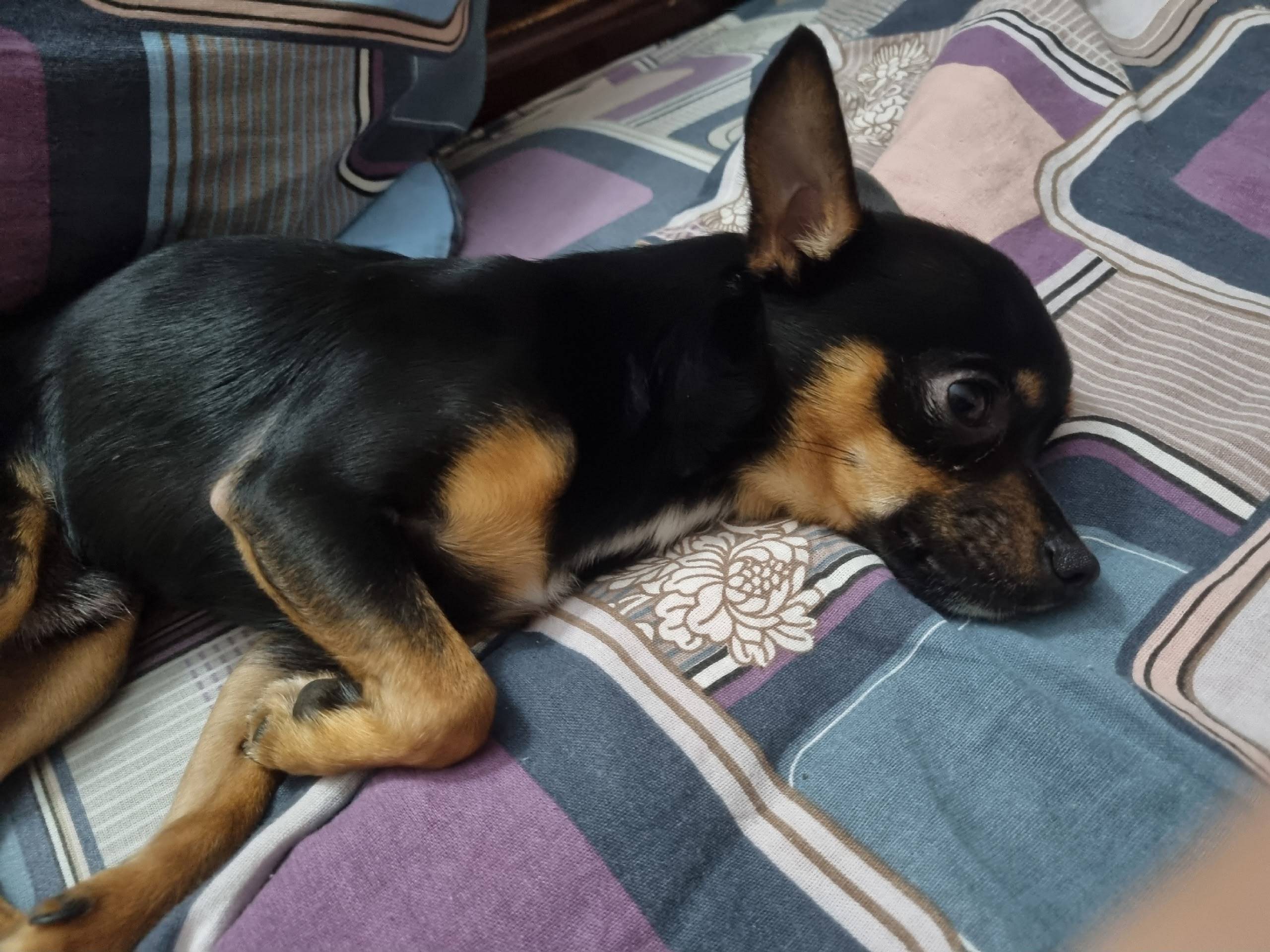 Пропала собака, был чёрный ошейник с шипами