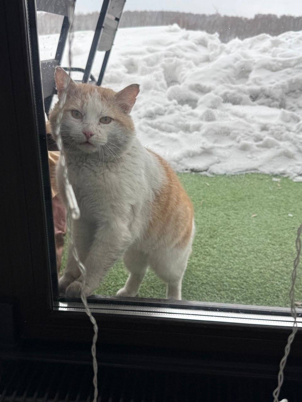 Пропал кот Александр, Октябрьский район