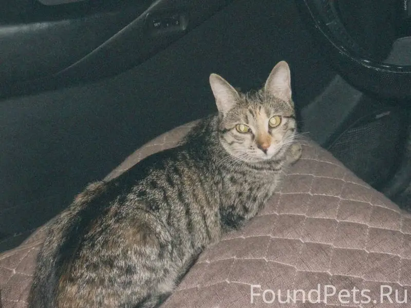 Пропала кошка Алиса, район 6 школы, Геленджик