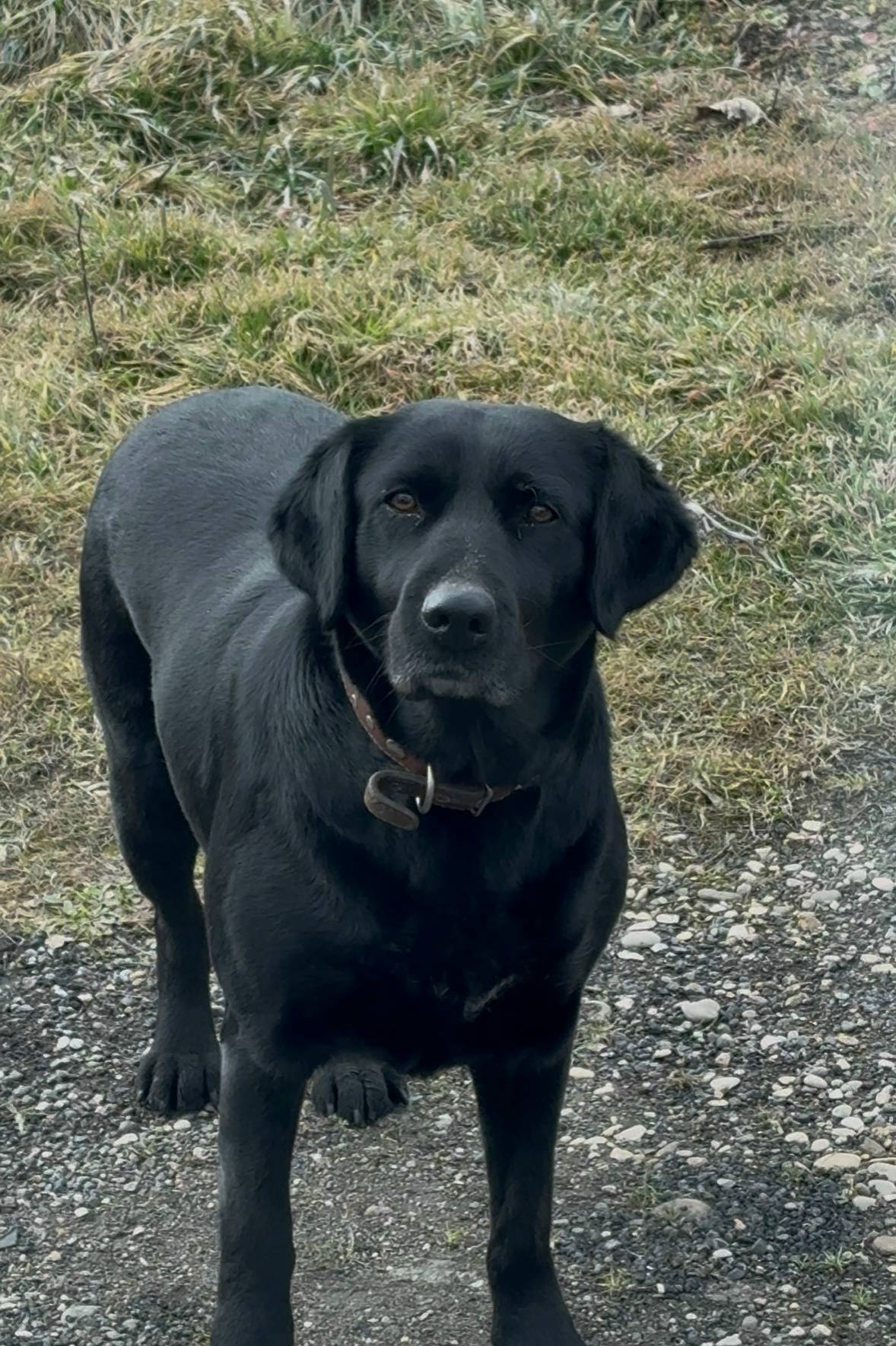 Пропала собака Эва, Пятигорск