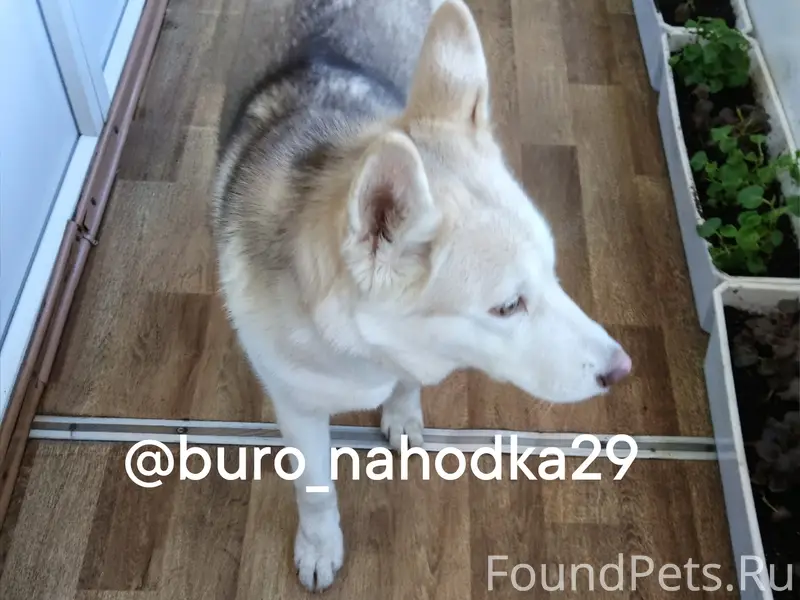 Найден тип собака, [место] Обводный канал 25