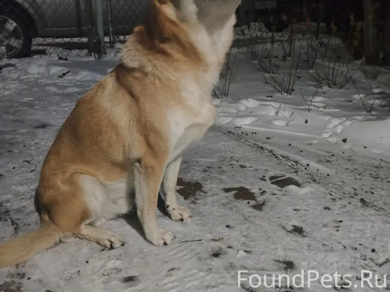 Пропал рыжий Чип, с. Ловозеро