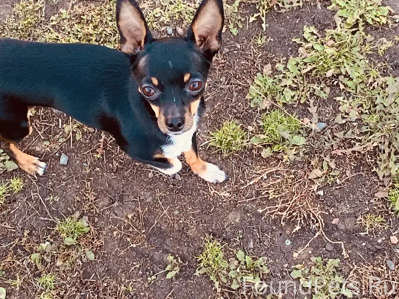 Пропал Чарли, собака, Белоносово