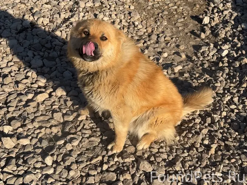 Пропал кобель Лис, район Порховского шоссе